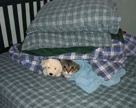 Котёнок и щенок под одеялом