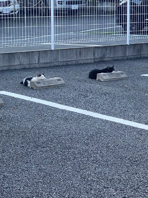 Коты за бетонными ограничителями