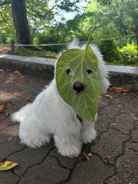 Собака в маске листа