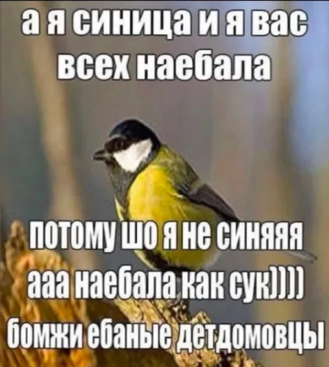 Синица всех наебала