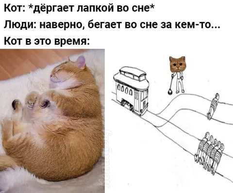 Кот бежит во сне
