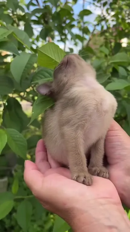 Котёнок выглядывает из листвы