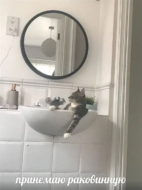 Кот принимает раковинную ванну