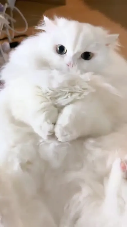 Белый кот с удивлённым взглядом
