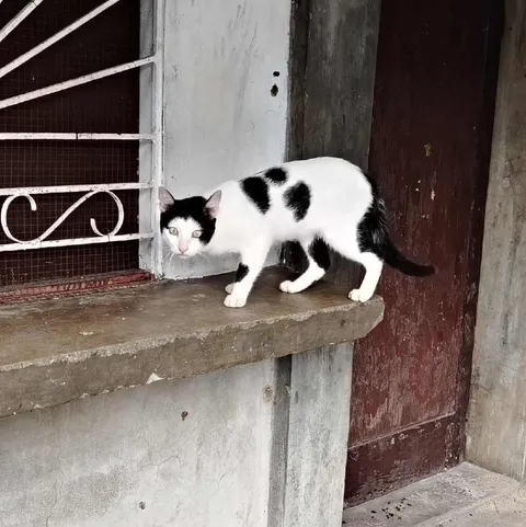 Кот крадётся у двери