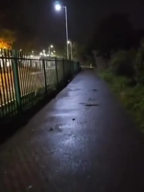 Кот неожиданно появляется на дорожке