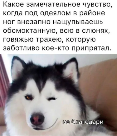Нащупал говяжью трахею