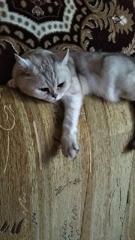 Кот свесил лапу