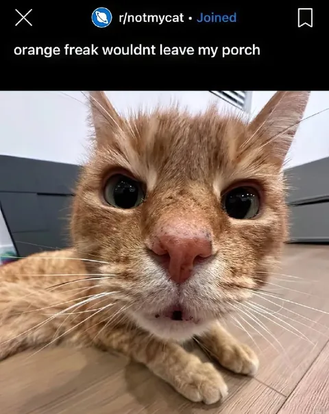 Orange Freak on My Porch