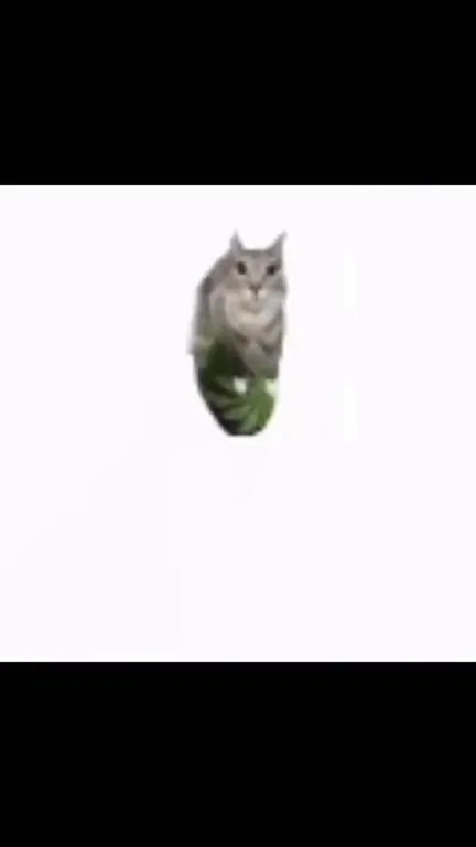 Кот исчезает под боинг