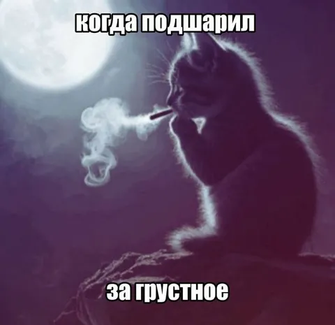 Кот, подшаривший за грустное