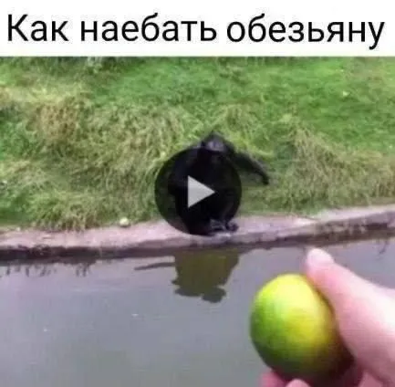 Как наебать обезьяну