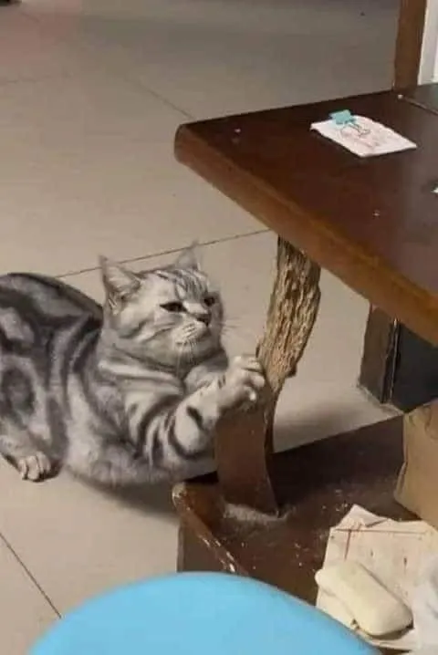 Кот чинит стол