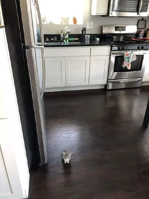 Крошечный котёнок на кухне