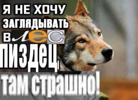 Не хочу заглядывать в лес
