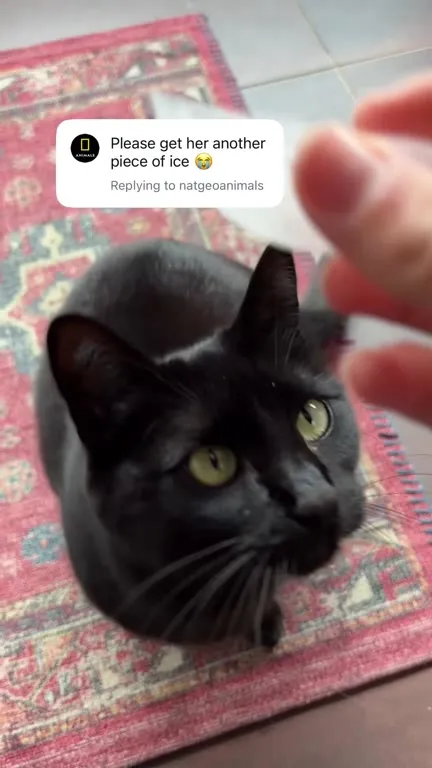 Black Cat Demands More Ice