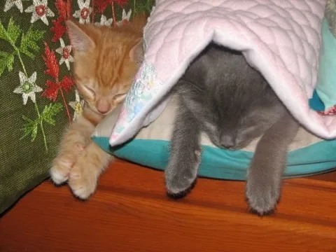 Котята спят вместе