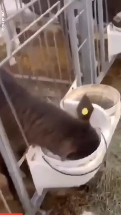 Теленок застрял в ведре