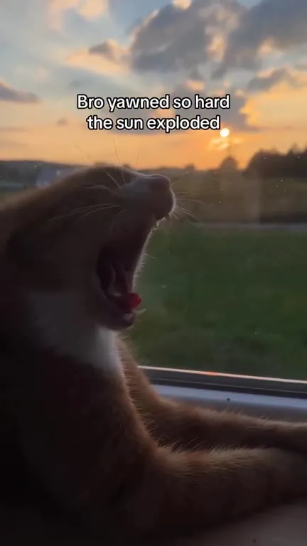 Cat Yawns and Explodes the Sun