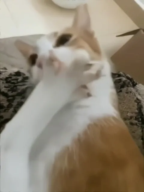 Кот не понимает, что происходит