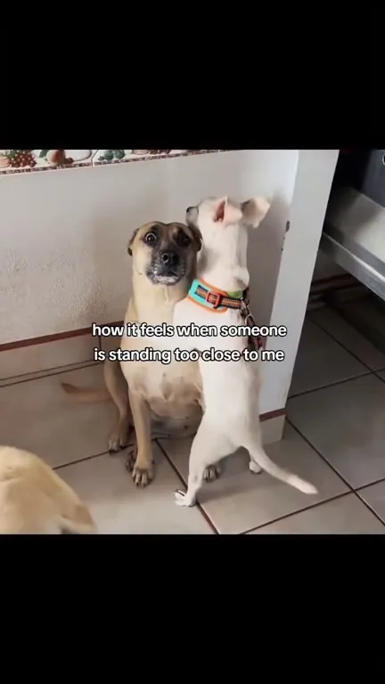 Dog Invaded Personal Space