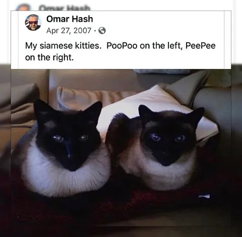 PooPoo and PeePee Siamese Cats