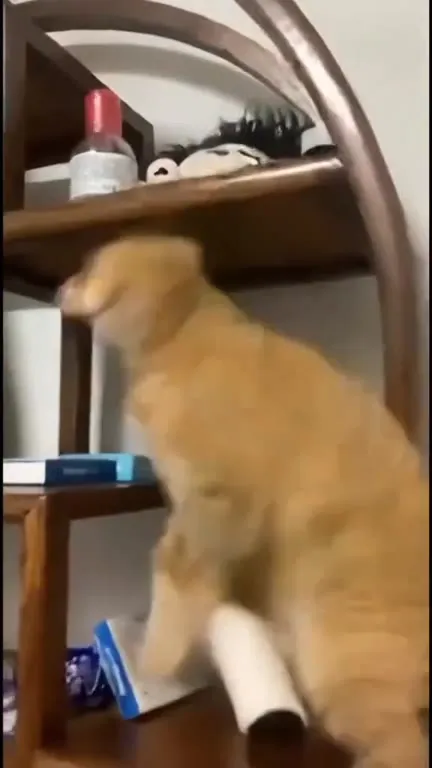 Кот танцует на полке