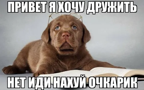 Щенок хочет дружить
