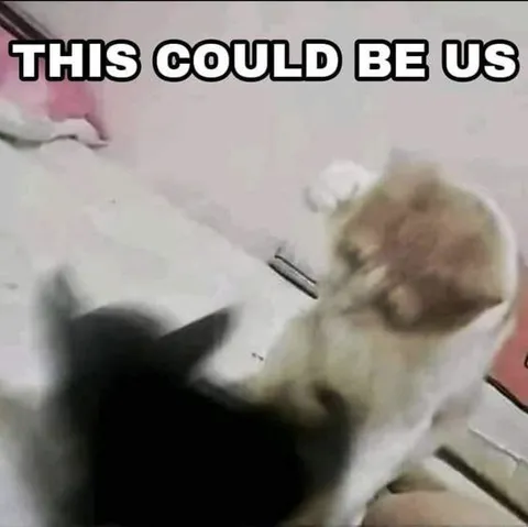 This Could Be Us Cats
