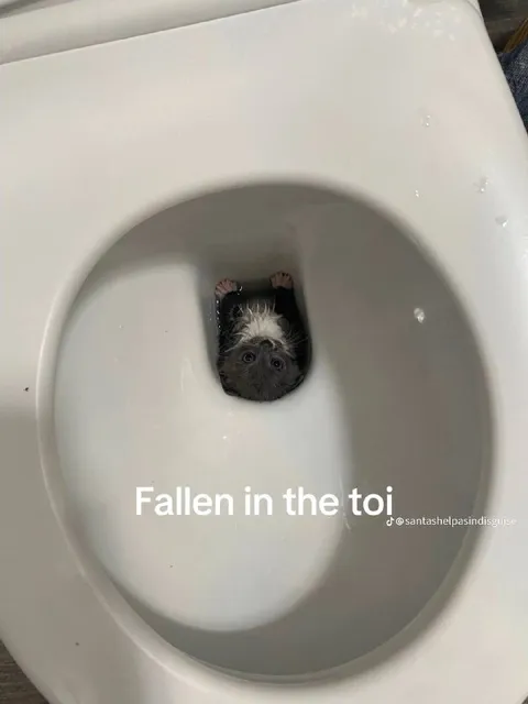Fallen in the Toilet