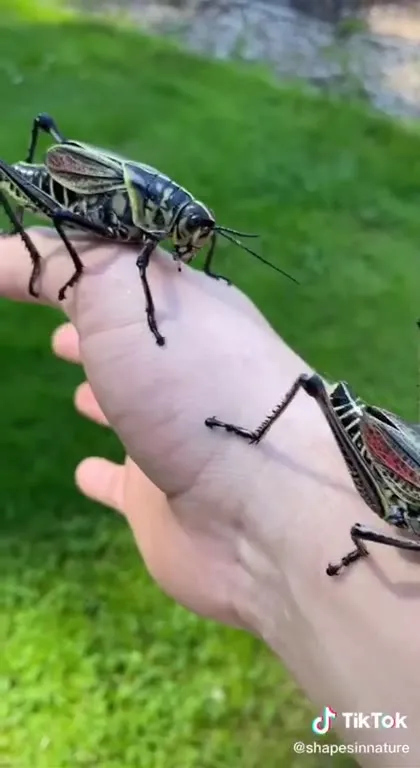Eastern Lubber Grasshopper Correction