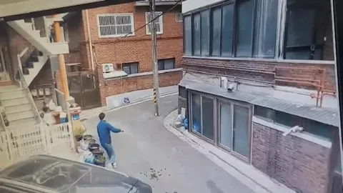 Зебра выходит во двор