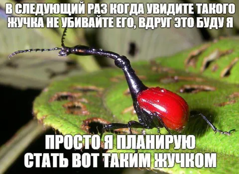 Я планирую стать таким жуком