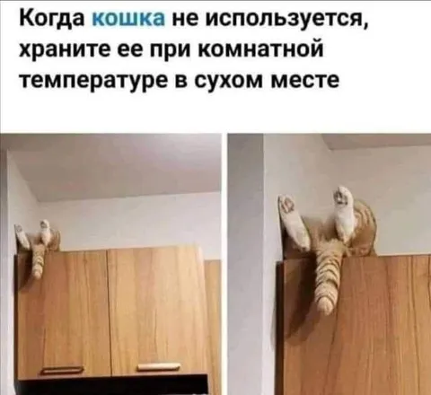 Кошка при комнатной температуре