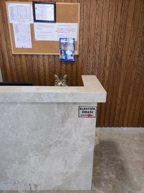 Elektrik Odasında Gizlenen Kedi
