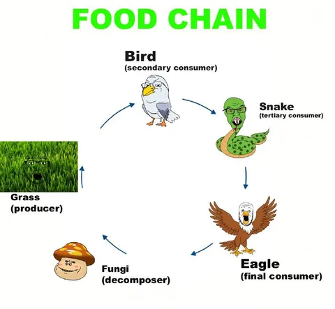 Food Chain Diagram
