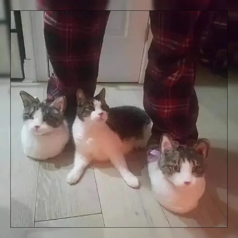 Коты между ногами