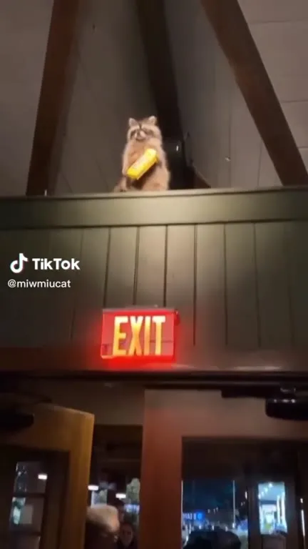 Raccoon Guards the Exit