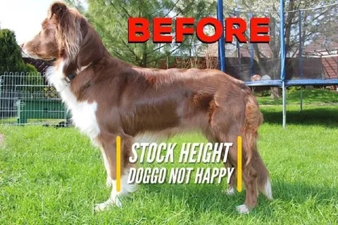 Before Stock Height Dog