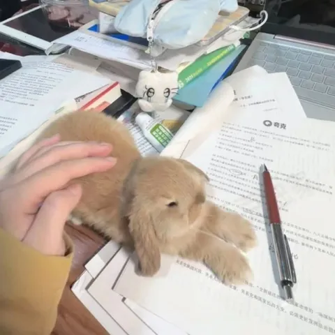 兔子也不想学习