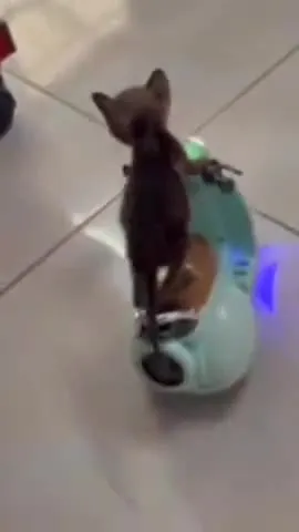 Котёнок едет на игрушечном скутере