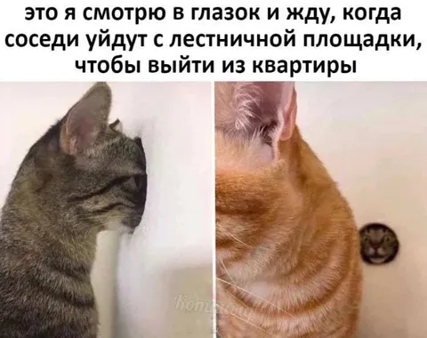 Коты ждут ухода соседей