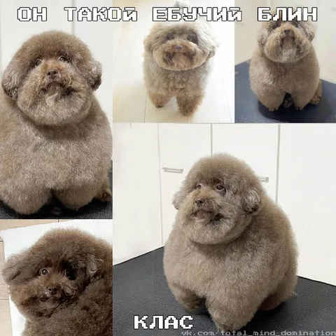Он такой ебучий блинн клас