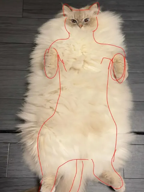 Кот в нарисованном костюме