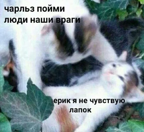 Коты не чувствуют лапок