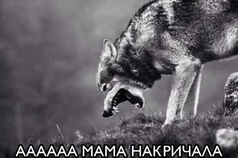 Мама накричала на волка