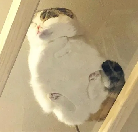 Круглый кот смотрит снизу