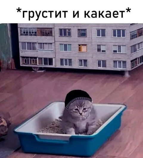 Грустный кот какает