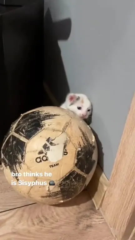 Kitten Thinks It’s Sisyphus