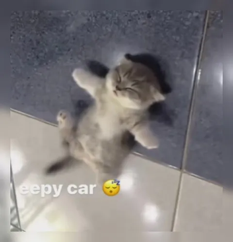 Sleepy Cat on the Floor